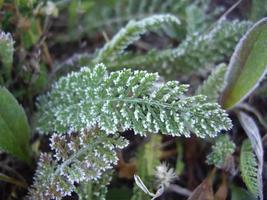 Petals of plants and herbs in the autumn season photo