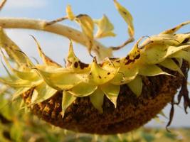 Sunflower growing on the yellow background and texture photo