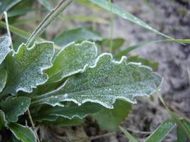 Petals of plants and herbs in the autumn season photo