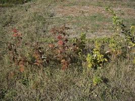 Young autumn trees and bushes on the plot photo