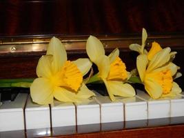 Piano keys narcissus photo