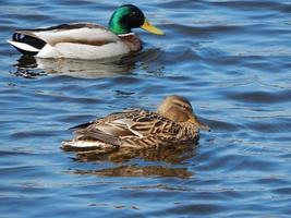 Ducks swimming on the water photo