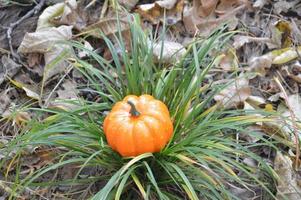 Small autumn pumpkin for halloween in the forest photo