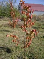 Young autumn trees and bushes on the plot photo