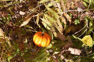 Small autumn pumpkin for halloween in the forest photo