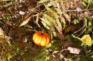 pequeña calabaza de otoño para halloween en el bosque foto