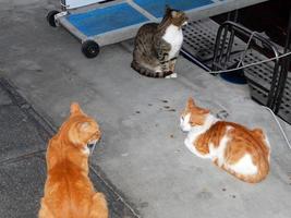 Gatos en la ciudad turística de Marmaris en Turquía foto