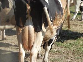 Cows grazing in a paddock on a pasture in a herd photo