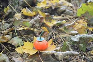 pequeña calabaza de otoño para halloween en el bosque foto