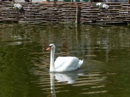 Birds in the aviary and nature swans blue river photo