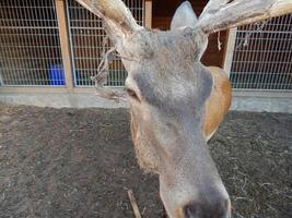 Los ciervos pastan en un prado en una pastura en una manada foto