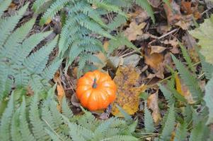 Small autumn pumpkin for halloween in the forest photo