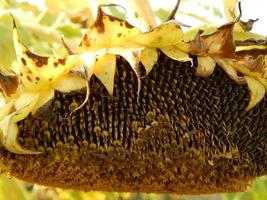 Sunflower growing on the yellow background and texture photo