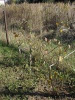 Young autumn trees and bushes on the plot photo