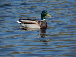 Ducks swimming on the water photo