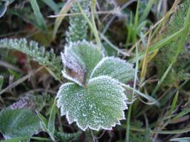 pétalos de plantas y hierbas en la temporada de otoño. foto