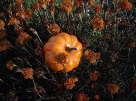 Autumn pumpkin on a background of blue flowers for halloween photo