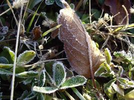 Petals of plants and herbs in the autumn season photo