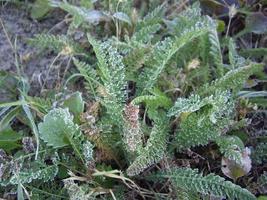 pétalos de plantas y hierbas en la temporada de otoño. foto