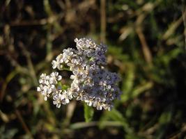 Autumn flowers in the sun in the garden photo