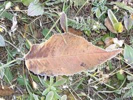 pétalos de plantas y hierbas en la temporada de otoño. foto