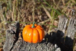 Small autumn pumpkin for halloween in the forest photo