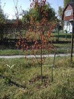 Young autumn trees and bushes on the plot photo