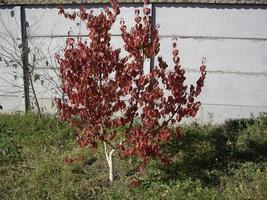 Young autumn trees and bushes on the plot photo