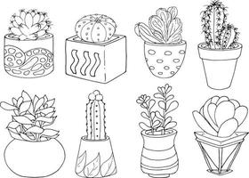 Indoor plants. Cacti and succulents.