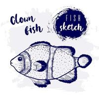 Vintage clown fish marine sketch.Retro line style.Hand drawn underwater.Vector illustration. vector