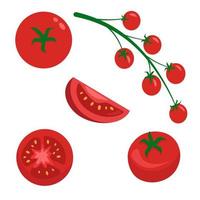 Set of red tomatoes, vector graphics