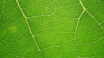 green leaf background. close up of leaf texture photo