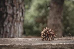 Cono de pino marrón con resina sobre la mesa de madera en el bosque
