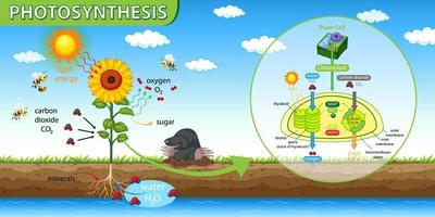 Diagram showing process of photosynthesis in plant vector