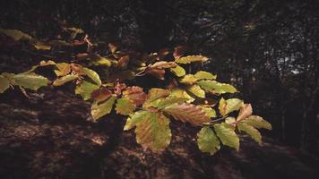 hojas de otoño en una planta en el bosque video