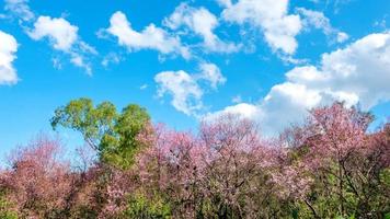 Time lapse  Motion white clouds. video