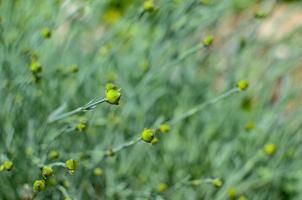 Gray green background of macro photo of pinnate carnation or clove in buds Dianthus plumatius with selective focus, large format