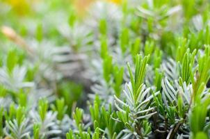 Lavender green leaves at spring closeup photo