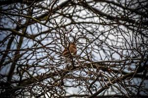 The field Sparrow sitting on a branch on background photo
