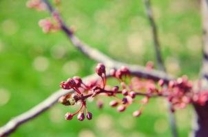 Buds of pink flower closeup photo