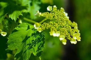 flor blanca, de, viburnum, opulus, primer plano foto