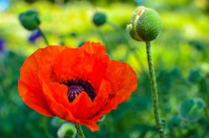 Red Poppies flowers in garden or meadow photo