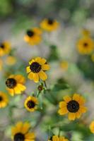 Rudbeckia Hirta L. Toto, Black-Eyed Susan flowers of the Asteraceae family photo
