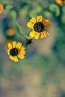 Rudbeckia Hirta L. Toto, Black-Eyed Susan flowers of the Asteraceae family photo