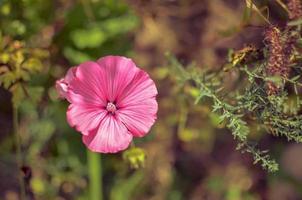 lavatera o malopa. rosado. foto desde arriba