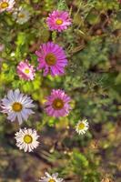 White and pink aster flowers at flowerbed photo