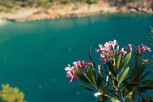 Pink flowers of oleander with turquoise sea in the background photo