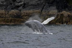 Breaching Baby Humpback Whale photo