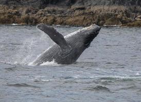 Breaching Juvenile Humpback Whale