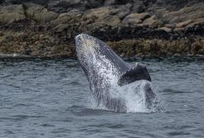 Jumping Baby Humpback Whale
